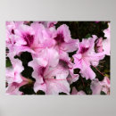 Suche nach azaleen poster Blüte