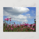 Suche nach rosa himmel postkarten Blume