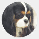 Suche nach cavalier king charles aufkleber Pet
