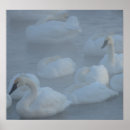 Suche nach schwäne poster Wasservögel