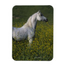 Suche nach arabisches pferd magnete Bob langrish