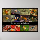 Suche nach clownfische poster Anemone