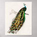 Suche nach pfau schwanz poster Vögel