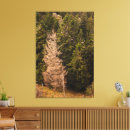 Suche nach alter baum leinwandbilder Wald