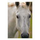 Suche nach weißes pferd poster Tierfotografie