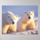 Suche nach tundra poster Bär