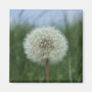 Suche nach dandelion magnete Natur