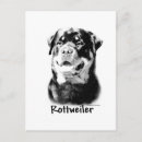 Suche nach rottweiler postkarten Rottich