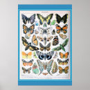 Suche nach vintage butterfly poster Natur