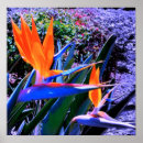 Suche nach paradiesvogel poster Hibiskus