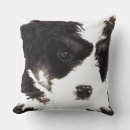 Suche nach maltesisch kissen Welpen