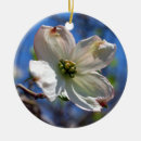 Suche nach weißer hartriegel Blumen