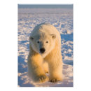 Suche nach steve kazlowski poster Eisbär