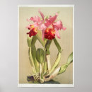 Suche nach vintage orchidee poster Pflanze
