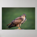 Suche nach talon poster Federn