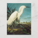 Suche nach audubon postkarten Bird