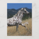 Suche nach appaloosa postkarten Foto
