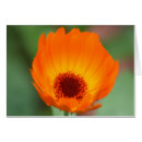 Suche nach ringelblume postkarten Calendula