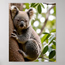 Suche nach koala poster Natur