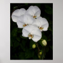 Suche nach phalaenopsis poster Botanisch