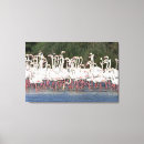Suche nach flamingos leinwandbilder Vogel