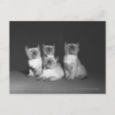 Suche nach unschuld postkarten Katze