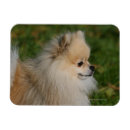 Suche nach zwergspitz magnete Loulou