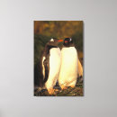 Suche nach pinguine leinwandbilder Paar