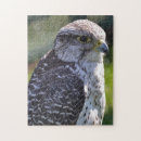 Suche nach falke puzzle Raubvogel