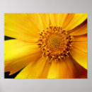 Suche nach gelbe mitte poster Blume