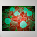 Suche nach pathologie poster Medizin