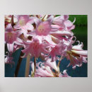 Suche nach lilien poster Für sie