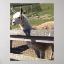 Suche nach alpaca poster Foto
