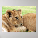 Suche nach niedliche tiger poster Baby