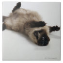 Suche nach hauskatzen fliesen Farbbild