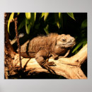 Suche nach gefährdet poster Natur