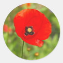Suche nach rote mohnblumen aufkleber Natur