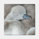 Suche nach mute magnete Vogel