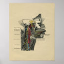 Suche nach menschlicher hals poster Anatomie