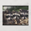 Suche nach raccoon postkarten Foto