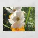 Suche nach rosengarten postkarten Blume