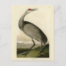 Suche nach audubon postkarten Vogelvogel