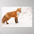 Suche nach red fox poster Schnee