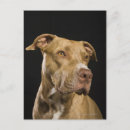 Suche nach pitbulls postkarten Hunde