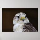 Suche nach birds of prey poster Predator