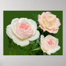 Suche nach schöne weiße rose kunst Romantisch