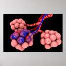 Suche nach lungs poster 3d