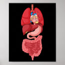 Suche nach organe poster Diagramm