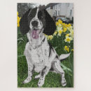 Suche nach englisches spaniel spielzeug spiele Englisch springer spaniel