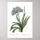 Suche nach agapanthus poster Floral